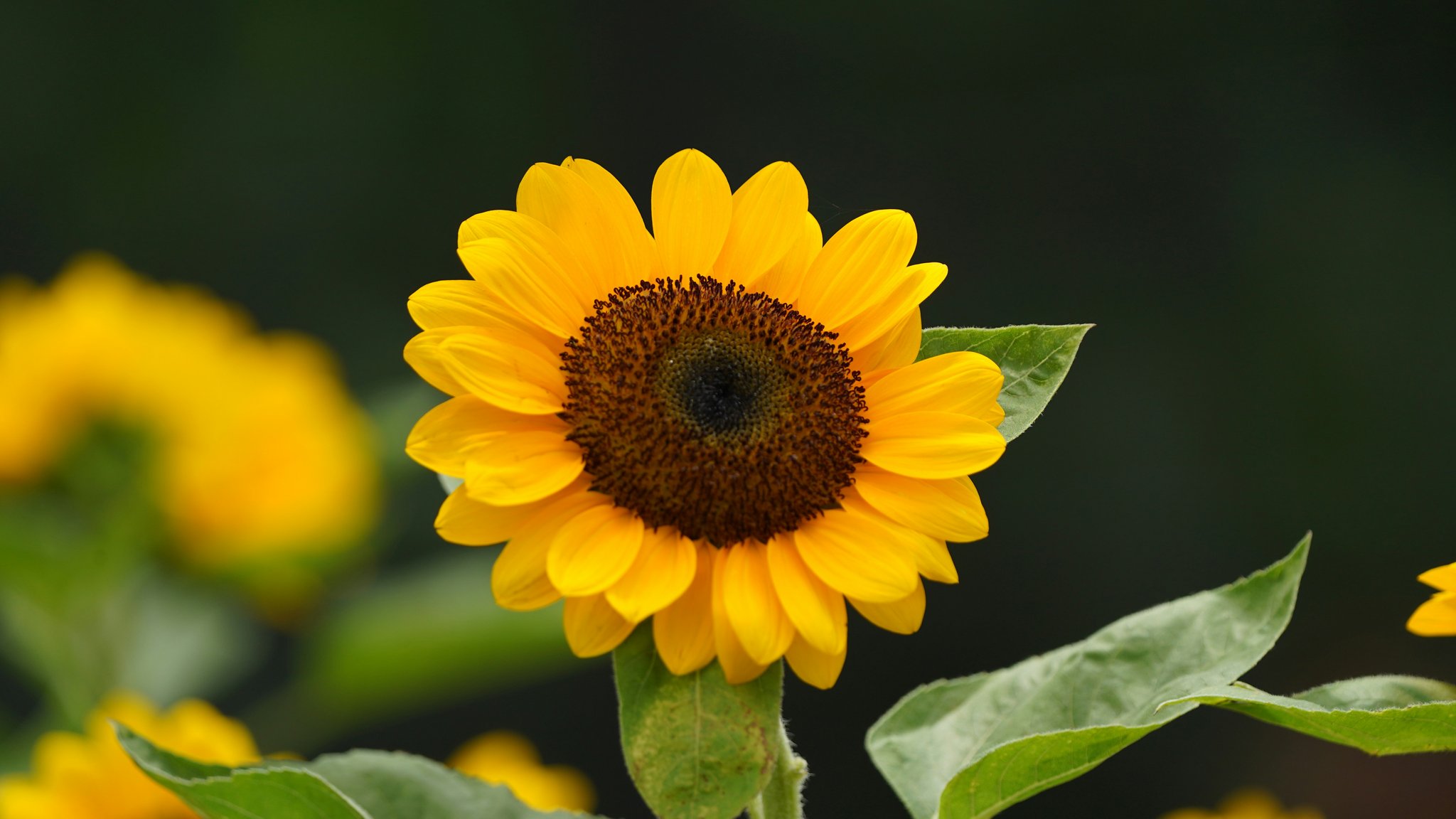 Success story: How company X improved their streaming with optimized codecs